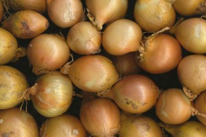 Fruits à sécher de saison. Quels fruits sont mures cette saison pour sécher au déshydrateur électrique.