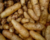 Pomme de terre